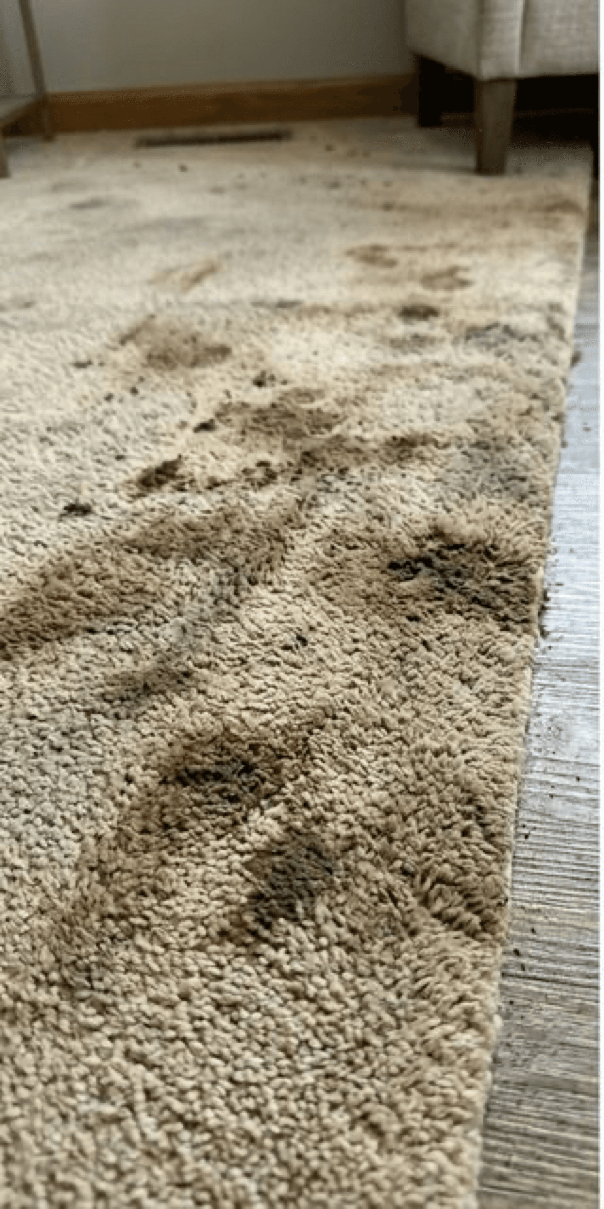Before Carpet Cleaning